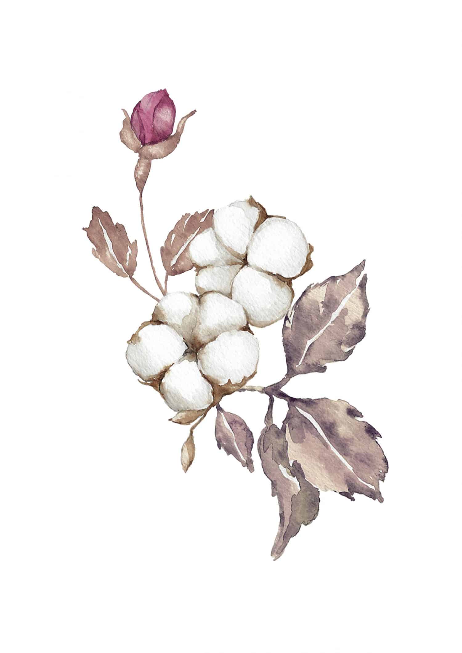Akwarelowa ilustracja z gałązką bawełny